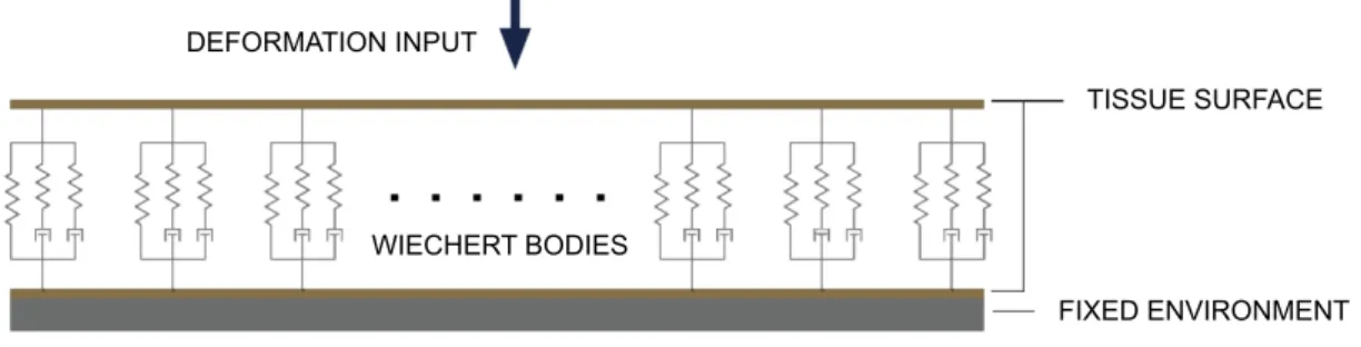 Fig. 4.3. The proposed linear tool–tissue interaction model, where the Wiechert elements are distributed along the tissue surface.