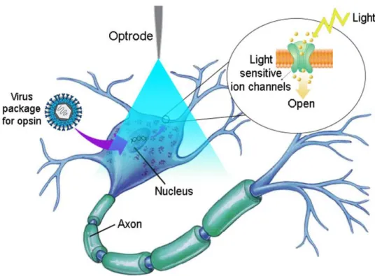 Figure 8: Illustration of the optogenetic technique using a blue light, which activates  ChR2- ChR2-expressing neuron cells by opening light sensitive ion channels  [18]