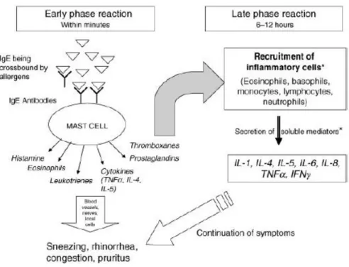 Figure 4 Allergy mechanisms (Derendorf  et al ., 2008)  2.4.2 Late phase of allergic reaction: 