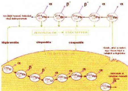 1. ábra: A radon keletkezése az U-238 bomlási sorából (Pálfi F. és mtsai. 1997) 