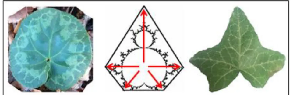 Figure 1: The System of 5 Forces – cyclamen, Rolling Nuts, ivy   Source: own editing (2020) 