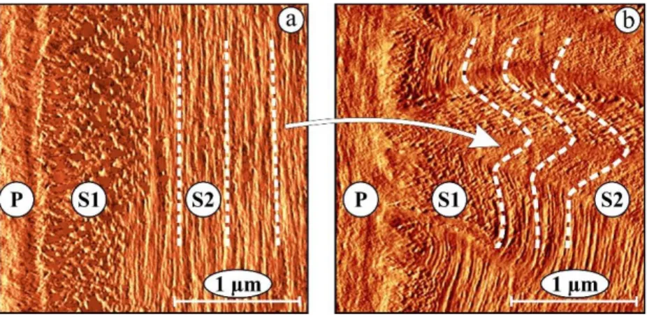 2. ábra Atomerő mikroszkóppal készült képek tölgyfa rostjának sejtfaláról egy  kezeletlen mintában (a) és egy tömörített és hosszú ideig fixált mintában (b)
