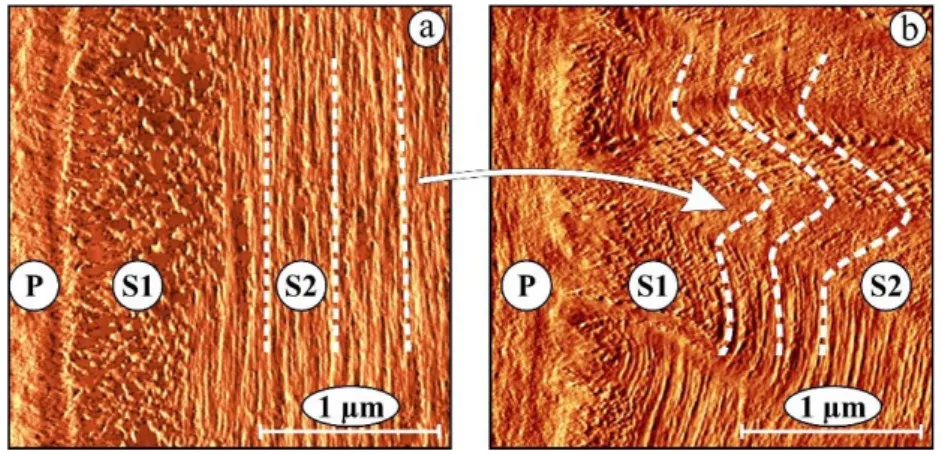 Figure 2 Images of a fiber cell wall of an untreated (a) and a longitudinally  compressed oak specimen exposed to long fixation time (b) made by atomic force  microscope