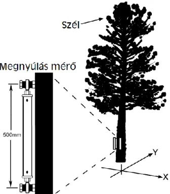 3.6.3. ábra: Egy fa két, egymásra merőlegesen elhelyezett megnyúlásmérővel felszerelve  A  megnyúlásmérők  elég  gyorsak  ahhoz,  hogy  egy  fa  szélre,  széllökésekre  adott  válaszait is mérni lehessen általuk