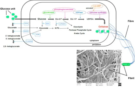 Figure 1.9 Production of cellulose microfibrils by Acetobacter xylinum (K.-Y. Lee, Buldum,  Mantalaris, &amp; Bismarck, 2014) 
