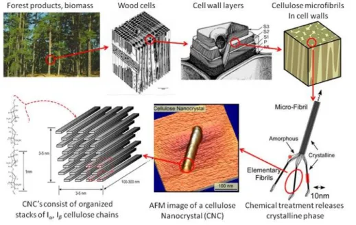 Figure 1.7 Hierarchical structures of wood (“Size Scale of Cellulose-based Particles”) 