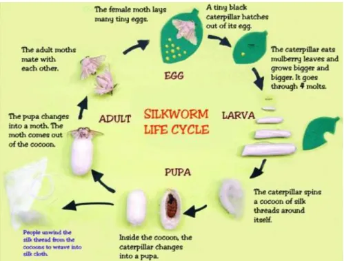 Figure 1.10 Life cycle of silkworm (“Silk”, 2016) 
