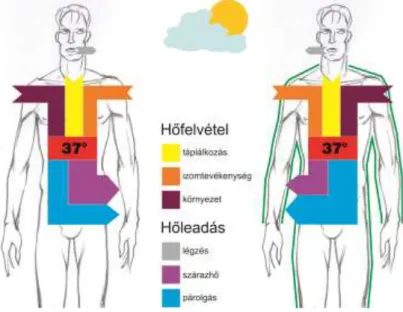 2.8. ábra: Test hőfelvétele, és hőleadása ruha nélkül és ruhában (Mecheels J. 1998), 