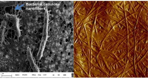Figure 3: FE-SEM and AFM images of bacterial cellulose network structure 