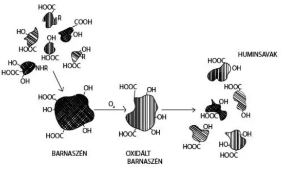 2. ábra: Barnaszén keletkezése, oxidációja és huminsav keletkezése (Rausa et al. 1994