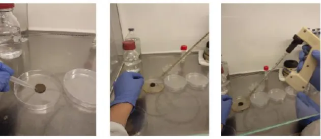 17. ábra: Antimikrobiális vizsgálat során előállított öntött agar készítése, képekben 