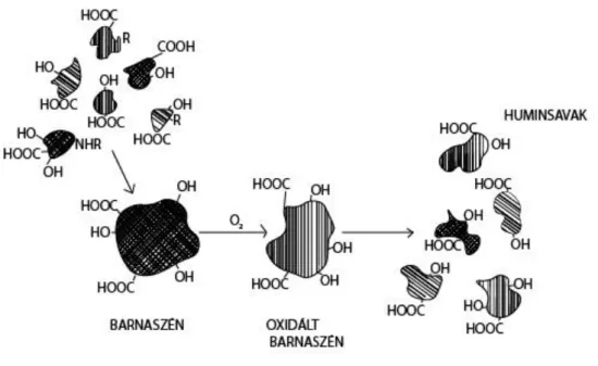 2. ábra: Barnaszén keletkezése, oxidációja és huminsav keletkezése (Rausa et al. 1994