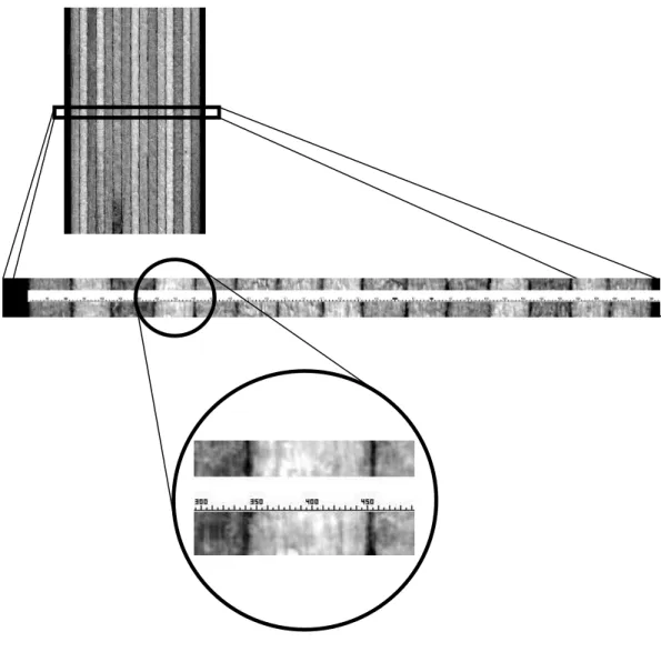 Figure 5.12 – Digital images used for LVL layer thickness measurements 