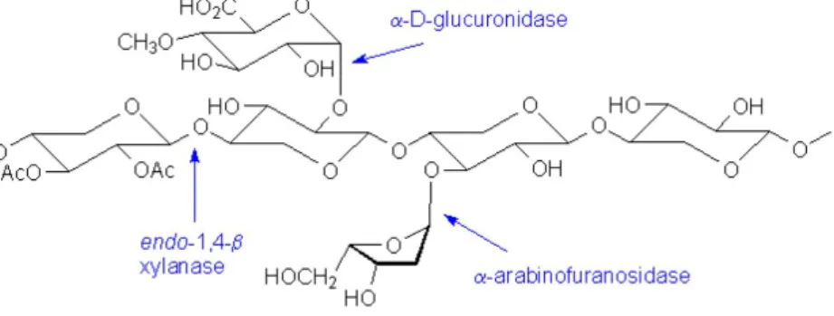 Figure 3.3. Molecule structure of hemicellulose