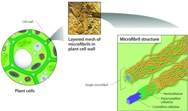 Figure 3.5. Structure of the plant cell wall