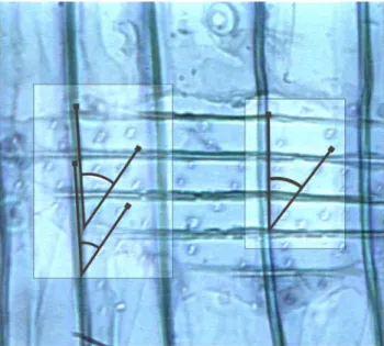 3.6. ábra – Mikrofibrillaszög mérése a kereszteződési mező gödörkenyílás irányának  segítségével a tracheida sejtfalához viszonyítva 