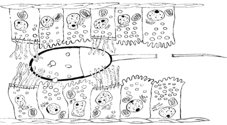 6. ábra: Spermium az ovuláció el ı tt a petevezet ı ben az epithelhez kötötten  (Hunter nyomán készítette Sótonyi L.) 
