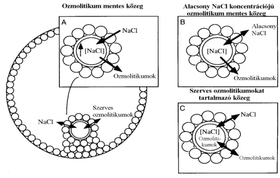 9. ábra. A petesejt viselkedése különböz ı  NaCl-koncentrációjú és ozmolitikum  mentes, továbbá ozmolitikumot tartalmazó közegben 