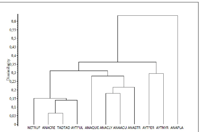 4. ábra: A Rogers-Tanimoto hasonlósági index alapján UPGMA módszerrel készült diagram 