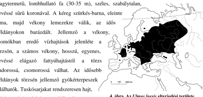 4. ábra. Az Ulmus laevis elterjedési területe  www.bioversityinternational.org/publications/Pdf/921.pdf 
