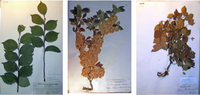 11. ábra. Néhány tipikus szil herbáriumi lap: csak hosszúhajtásokat tartalmazó (balra), terméses,  fejletlen levelő hajtás (középen), sok, egymásra halmozott rövidhajtást tartalmazó preparátum (jobbra) 