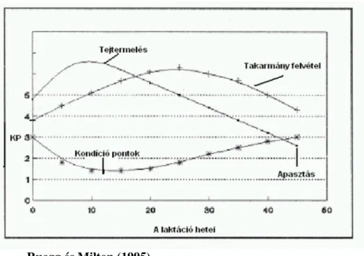 8. ábra: A kondíció pontszámok, a perzisztencia görbe és a takarmány  felvétel közötti kapcsolat a laktáció különböző fázisaiban 