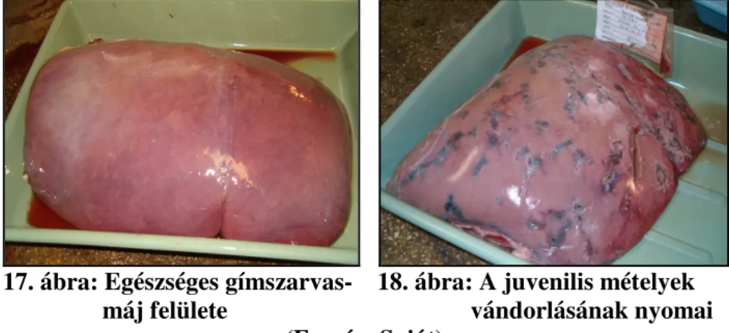  17. ábra: Egészséges gímszarvas-    18. ábra: A juvenilis mételyek                        máj felülete                                       vándorlásának nyomai  