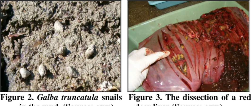 Figure  2.  Galba  truncatula  snails    Figure  3.  The  dissection  of  a  red               in the mud  (Source: own)          deer liver (Source: own)                         