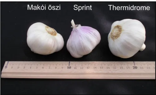 7. ábra: A ’Makói  ı szi’, ’Sprint’ és ’Thermidrome’ fajták hagymái 