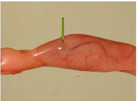 29. ábra: Savószerő váladékkal telt subcapsularis cysta mezei nyúl heréjének tokja alatt 