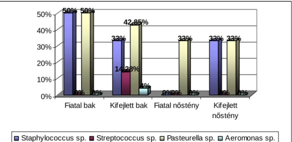 44. ábra: Levél község mellett elejtett mezei nyulak orrüregébıl kitenyésztett baktériumok (n=15) 