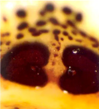 6. ábra: Harmadik stádiumú lárva posterior peritrema-ja (Fotó: E GRI , B.) 