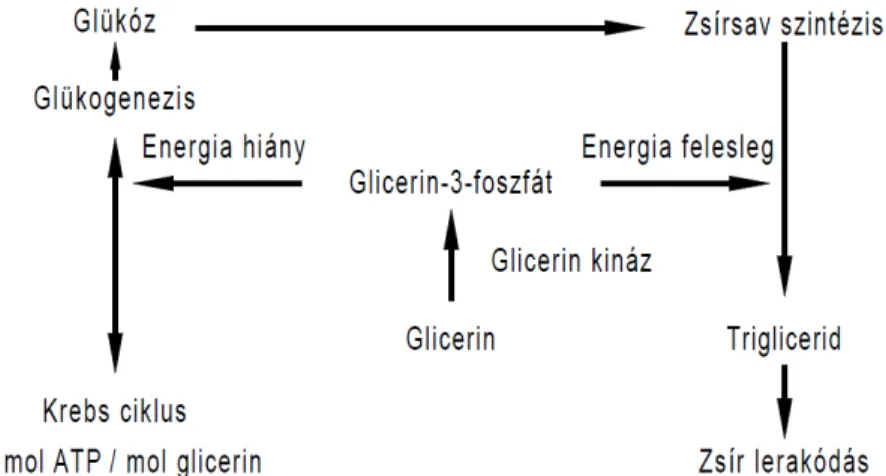 9. ábra A glicerin metabolizmus vázlatos ábrázolása  (Bartelt és Schneider, 2002a alapján) 