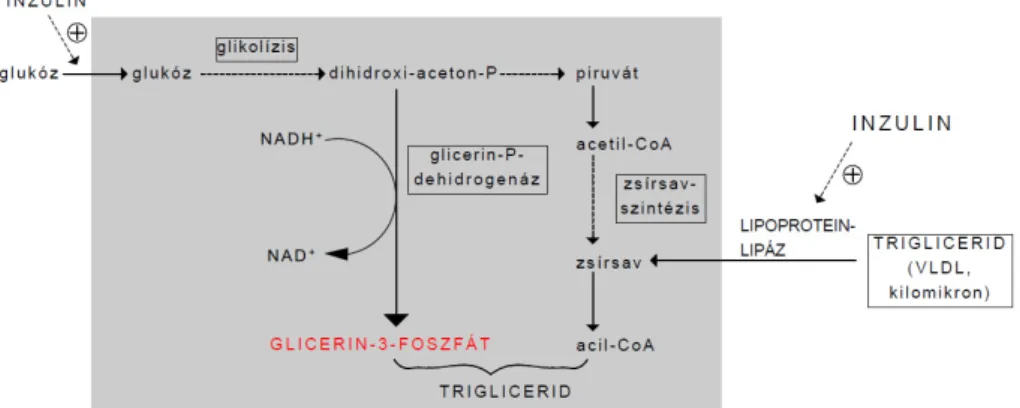 11. ábra: A trigliceridekbe beépülı glicerin-3-foszfát   és a zsírsavak forrásai az adipocitákban 