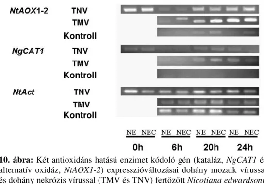 10. ábra: Két antioxidáns hatású enzimet kódoló gén (kataláz,  NgCAT1 és  alternatív  oxidáz,  NtAOX1-2)  expresszióváltozásai  dohány  mozaik  vírussal  és dohány nekrózis vírussal (TMV és TNV) fertızött Nicotiana edwardsonii  (NE),  N