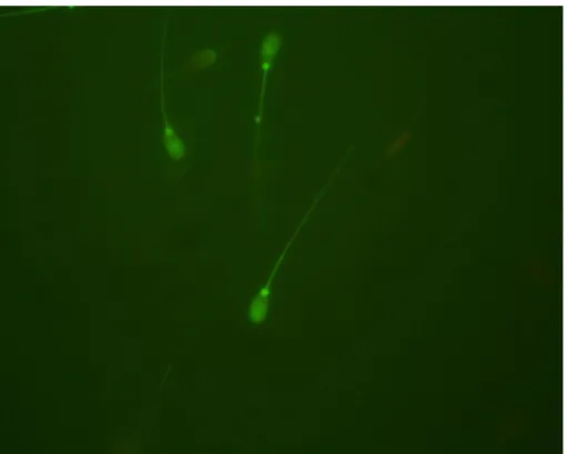 5. ábra. Néhány I. osztályú spermium fluoreszcens festéssel (400x nagyítás) 