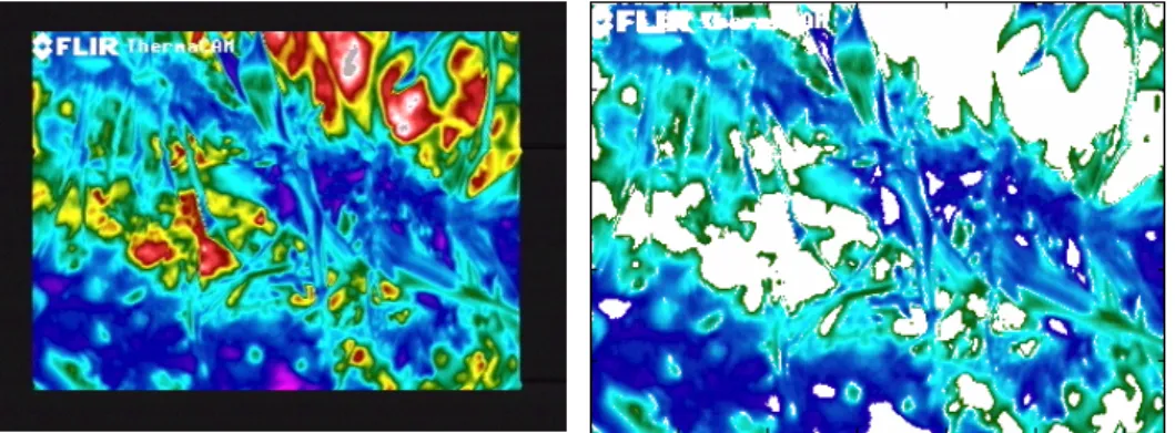 Figure 9: Infrared image of a weed field 