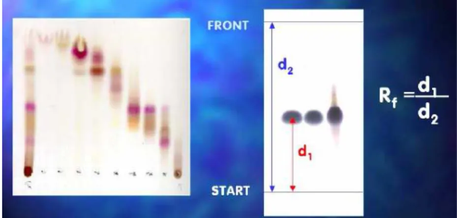 23. ábra: Papírkromatográfia: Rf, a retenciós faktor, mely a folt és az oldószerfront geometriai  helyzetét adja, értéke a kett ı  hányadosa
