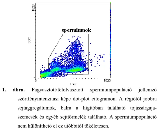1. ábra. Fagyasztott/felolvasztott spermiumpopuláció jellemző  szórtfényintenzitási képe dot-plot citogramon