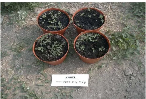 31. ábra: Az  Ambrosia artemisiifolia a mosonmagyaróvári tenyész- tenyész-edényes  kísérletben 2002