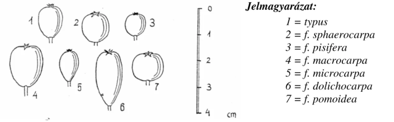 14. ábra. Különböz Ę barkócaberkenye termésformák. (Forrás: K ÁRPÁTI , 1959/60.) Jelmagyarázat: 1 = typus 2 = f