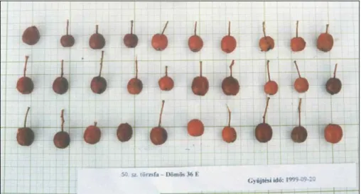 15. ábra. Az 50. sz. barkócaberkenye törzsfa korábban ér Ę , narancsvörös, barna színezet Ħ f