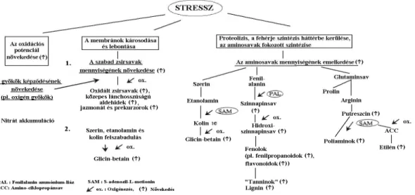 A stressz által indukált, feltérképezett folyamatokat a 14. ábra összesíti. 