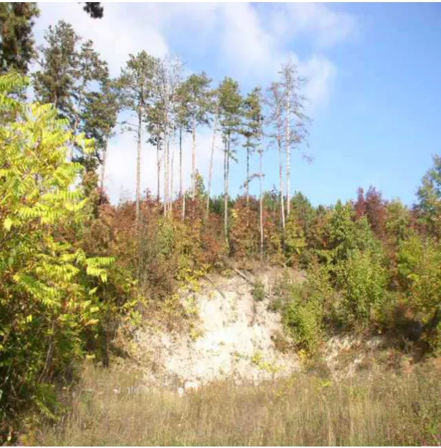 1. kép Környezetkárosítás nyomai a Keszthelyi-hegységben, a „Pilikáni” felszámolt  katonai bázis területén (2008) 