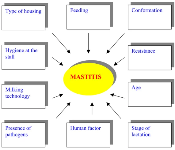 Figure 2. Complexity of mastitis (Iváncsics and Gulyás, 1999) 