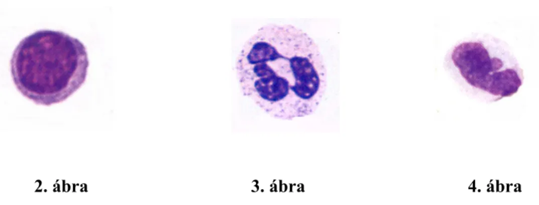 4. táblázat: A minták szomatikus sejttartalma valamint az egyes sejtféleségek  korrelációi és a szignifikancia-szintek  