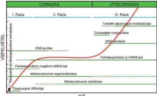 3. ábra A vízfelvétel három fázisa alatt lejátszódó biokémiai folyamatok (BEWLEY, 1997)