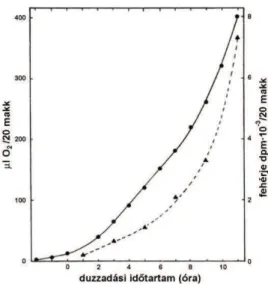 4. ábra Árpa oxigén felvételének és fehérjeszintézisének kapcsolata a csírázás korai szakaszában (Abdul-Baki,  1969)