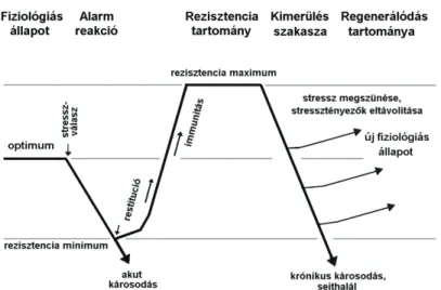 9. ábra A stressz-szindróma fázisai (LICHTENTHALER, 1996). 