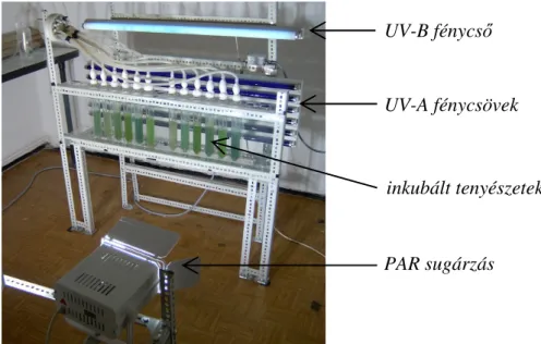 4. ábra. A laboratóriumi törzsek PAR, UV-A és UV-B sugárzással történı  kezelésére kialakított berendezés